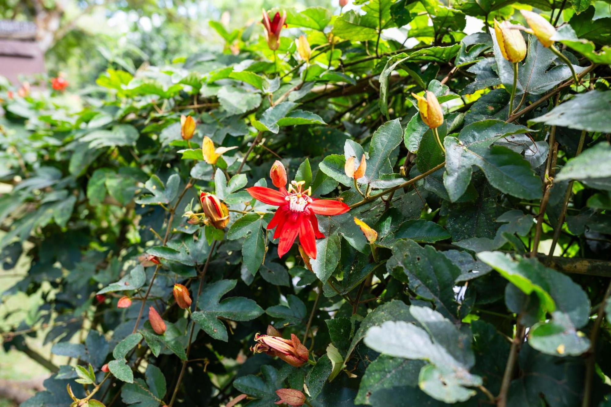 Hospedaje La Naciente Acomodação com café da manhã Turrialba Exterior foto