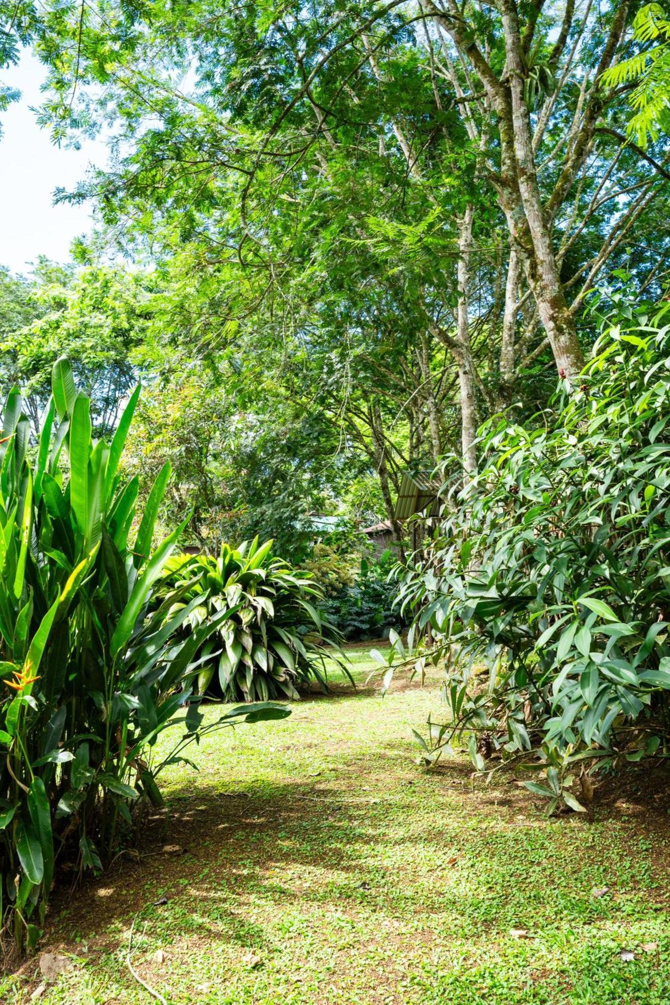 Hospedaje La Naciente Acomodação com café da manhã Turrialba Exterior foto